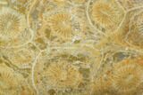 Polished Fossil Coral (Actinocyathus) - Morocco #100625-1